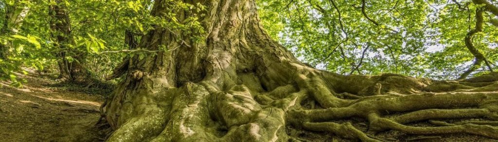 Leadership Transitions: Lessons Learned